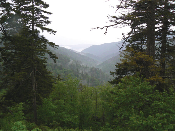 Tips for Taking Wildlife Photos